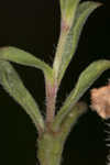 Common catchfly